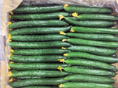埼玉県産 花つき胡瓜 東京青果株式会社