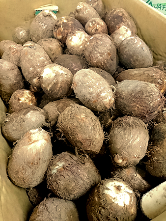 Jaいるま野 里芋 東京青果株式会社