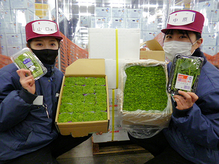 各産地の 菜の花 かき菜 東京青果株式会社
