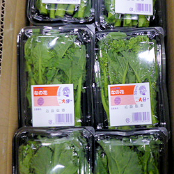 各産地の 菜の花 かき菜 東京青果株式会社