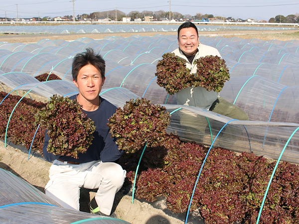 福岡県産『サニーレタス』 - 東京青果株式会社