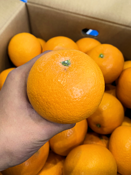 新潟県の農業を支える取り組み